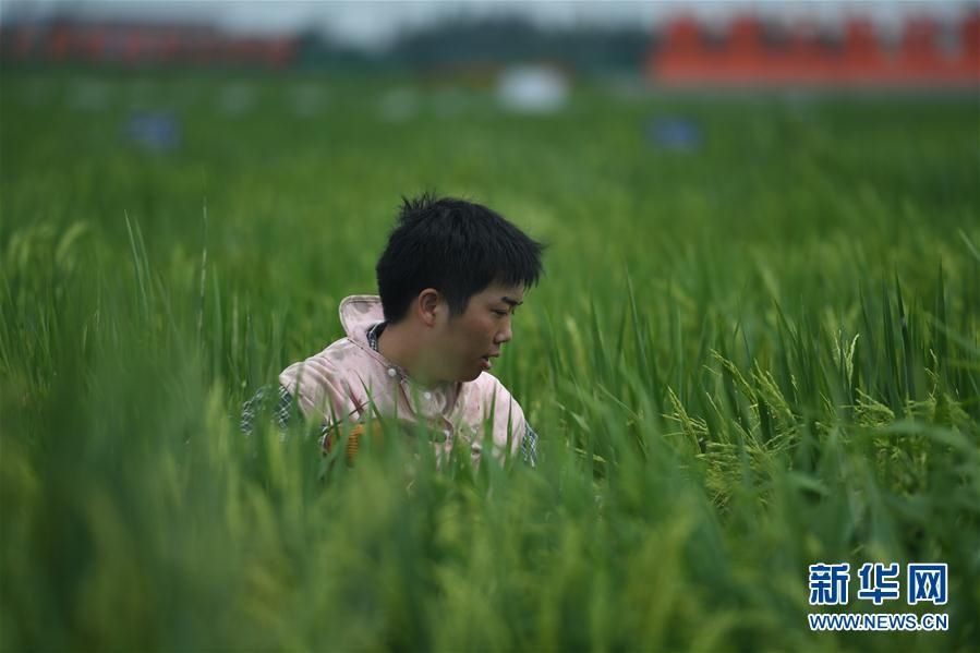  田间|新华网丨湖南：田间地头刮起“科研风”