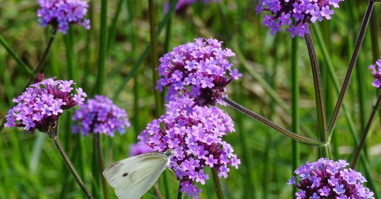 当成|被男人当成“宝”的四个生肖女, 天生丽质漂亮温柔, 让人羡慕嫉妒