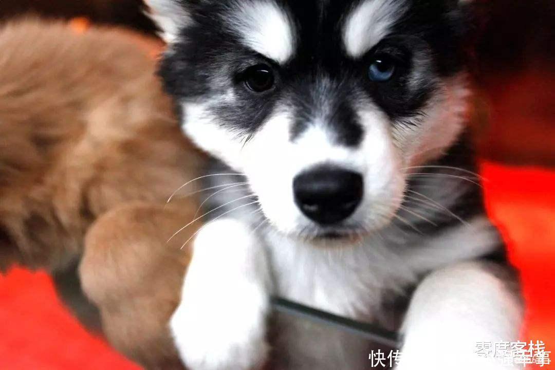  伤害|文明养狗，请不要让你的宝贝伤害到别人的宝贝