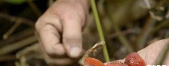 世界|世界上最甜的水果，没有人敢直接吃，糖度是糖的3万倍