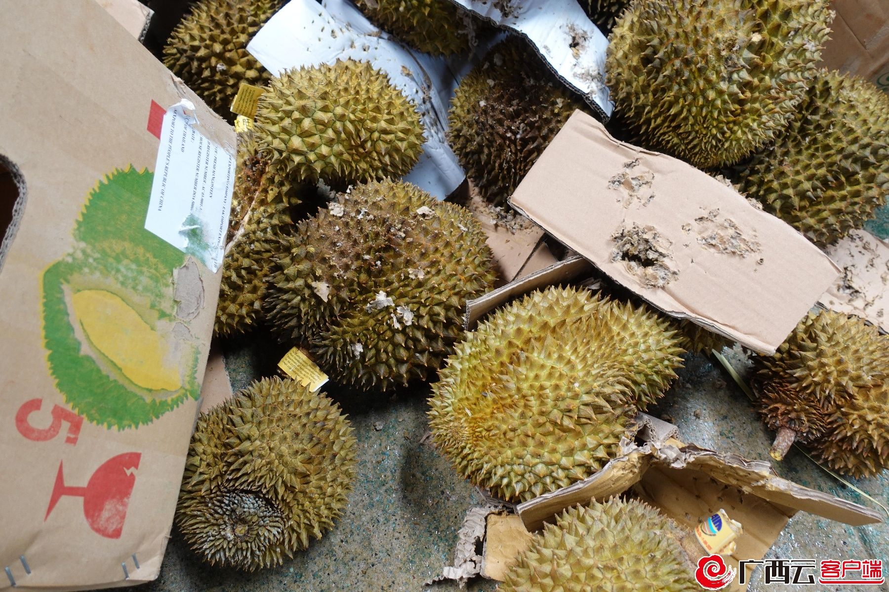 走私|海关又双叒叕销毁49吨走私榴莲