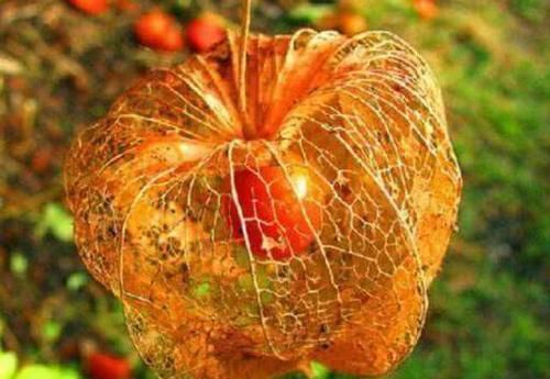  越来越|女人常吃此物子宫越来越干净，远离妇科炎症，不妨试试！