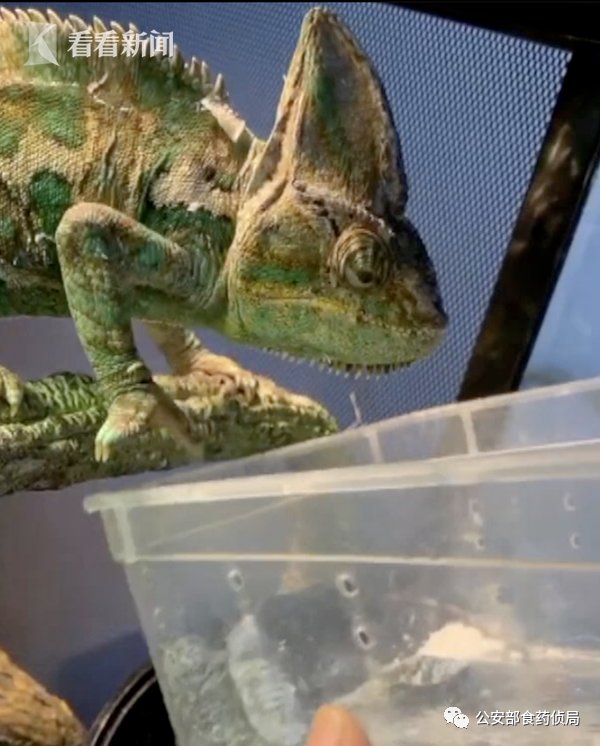 收购|看着都怕!男子在家中养了18条蟒蛇!上海警方侦破非法收购濒危野生动物案