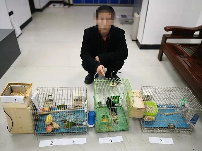 出售珍贵|39只鸟,这8人摊上大事了!