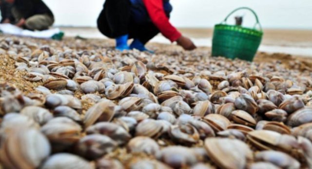 需靠|海边这种野味以前能捡一麻袋,如今吃的人越来越多,需靠人工养殖