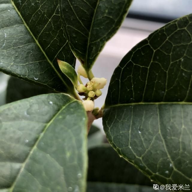  花苞|9月施肥季，这花赶紧贴秋膘，才能爆开花！