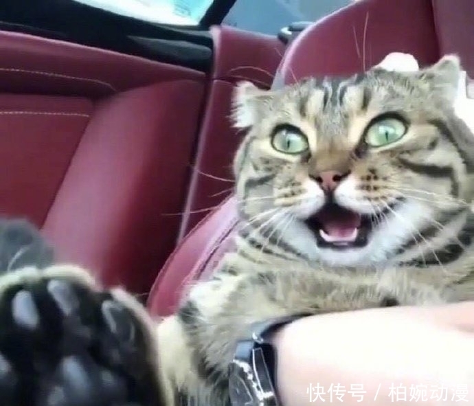 主人|主人第一次带猫坐车出去玩,它的反应哈哈哈