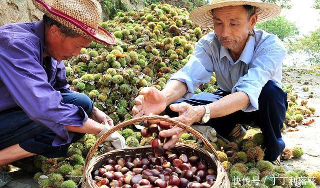 丰满|九月的板栗真当时,丰满多肉营养好,秋分时节板栗这样吃才是王道