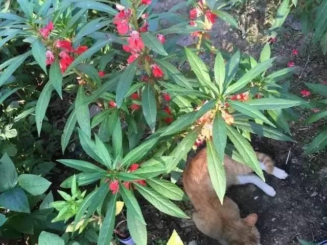  玉米地|东明老家玉米地里看到的一幕，令人......