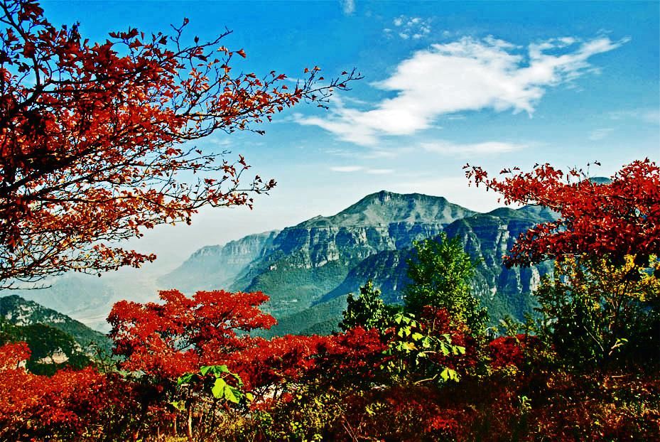  格外|太行大峡谷金秋时节 红叶满山 美丽风光格外多娇