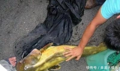 水怪|水库有条“水怪”，生吞水鸟爱吃羊肝，钓起来足有130多公分