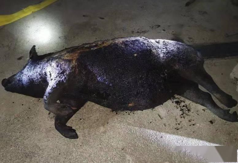  养殖户|心痛！养猪场4000只小猪葬身“火海”，网友：好可怜