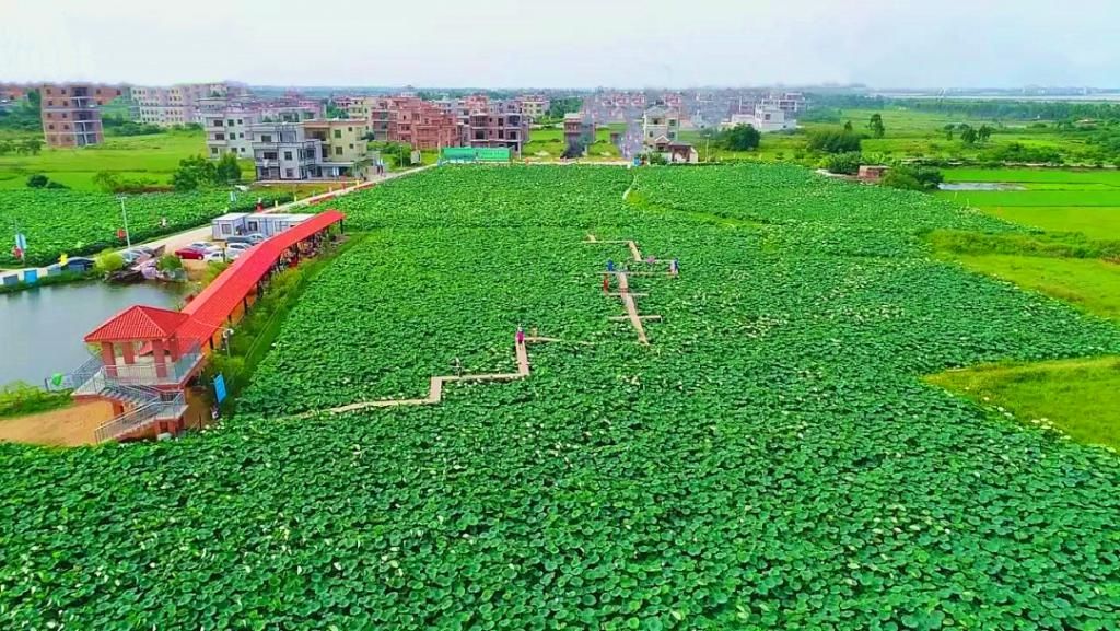  湛江市坡头区摄影协|映日荷花醉「乾塘」