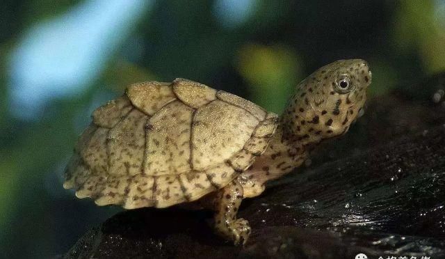  适合|总有一款蛋龟适合你！