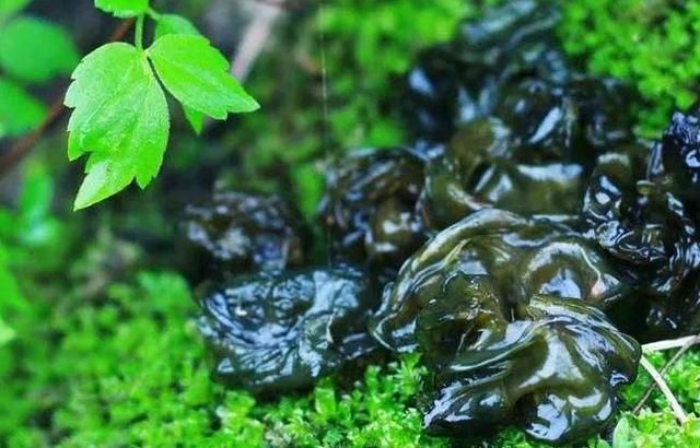 地木耳|因无法规模培育而身价倍增，农村野菜太难得，打雷下雨后才能捡到