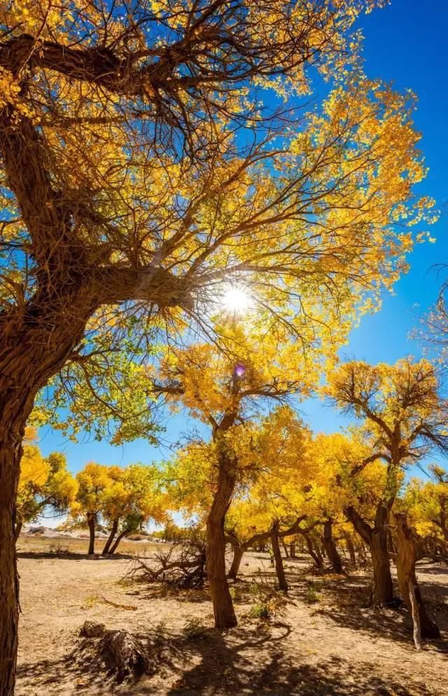 额济纳旗|【阅读】有一种心动,叫额济纳的秋天