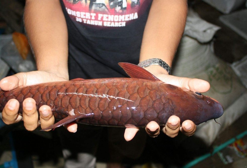 种鱼|亚洲最贵的“特供鱼”一口鱼肉要600元,名字在中国很霸气