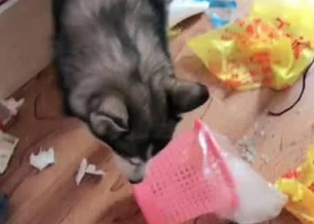  女主人|二哈咬纸巾磨牙，女主人在纸巾上抹这东西，二哈的反应亮了