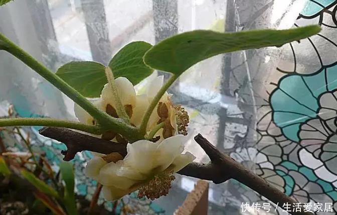 叶子|猕猴桃种子扔土里,7天变身毛茸茸叶子盆栽,开心!