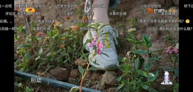 生活|任嘉伦对谭松韵就是不一样,《向往的生活》偷偷发糖戳到我了