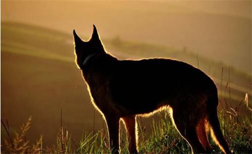 喊冤|丈夫被杀,妻子喊冤无门,花3年养十条恶狗咬死仇人,后横刀自刎