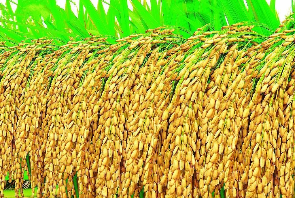 屯田|曹操很能打, 但是他统一北方不仅仅是能打