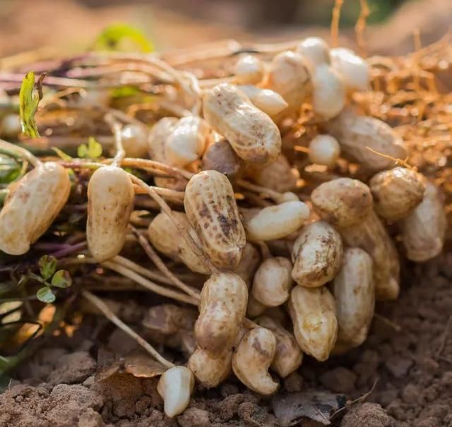 别称|同一物,天南地北的叫法竟差这么多