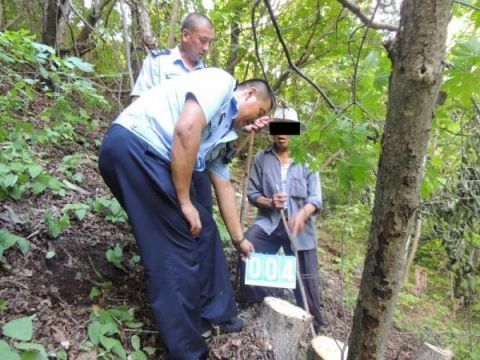 涉林|湾沟森林公安连续破获四起涉林刑事案件