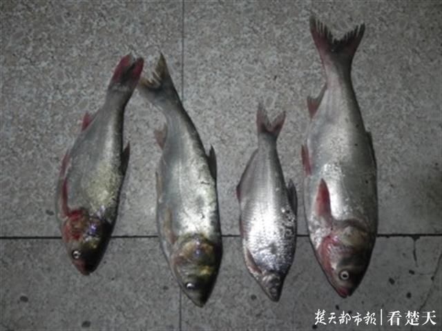  雨夜|3人雨夜汉江非法捕捞，民警将他们逮个正着