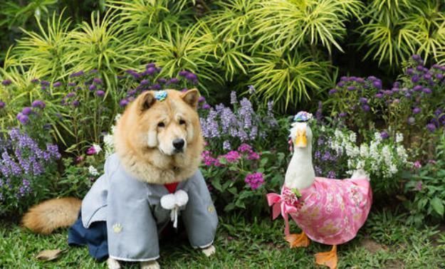  滑稽|鸭子从小跟着狗狗长大，竟把自己当成了狗，场面简直太滑稽了