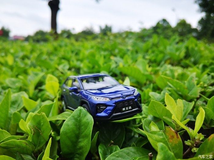 拍摄|拥有威兰达车模,绽放花丛中,说说感受