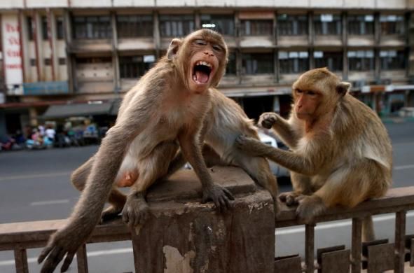  泰国|泰国猕猴街头闹事致道路失控，居民不敢出门，逼得警方用弹弓阻止