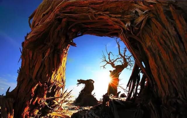  八道桥|为什么10月不能错过额济纳？详细攻略！不要错过这个秋天...