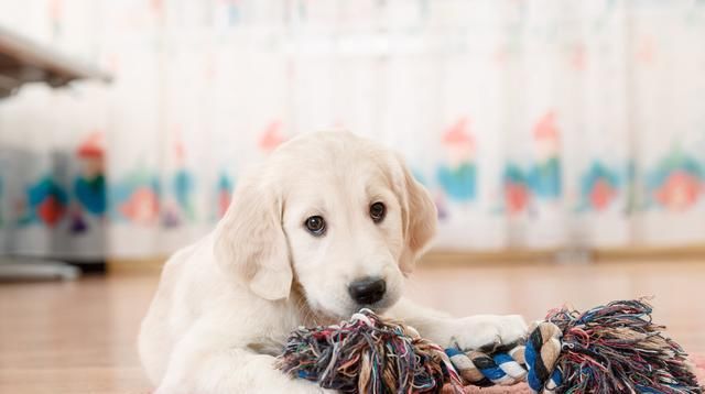  养狗|狗狗也来“大姨妈”？动物的大姨妈你了解多少