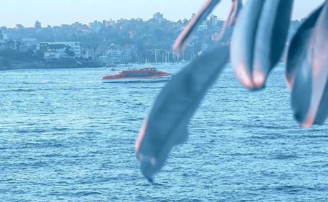  看懂|傻子走了，骗子傻了！（看懂的人，都傻过）