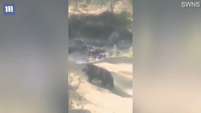  男子|印度55岁男子上班途中遭黑熊“熊抱” 被严重抓伤