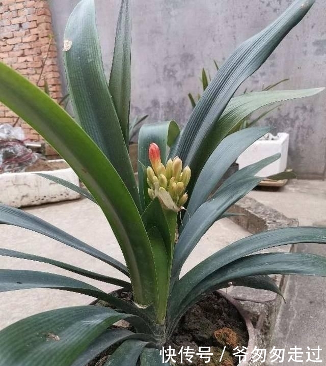 大哥|农村大哥,专门挖这种土养花,不花钱开花真旺!