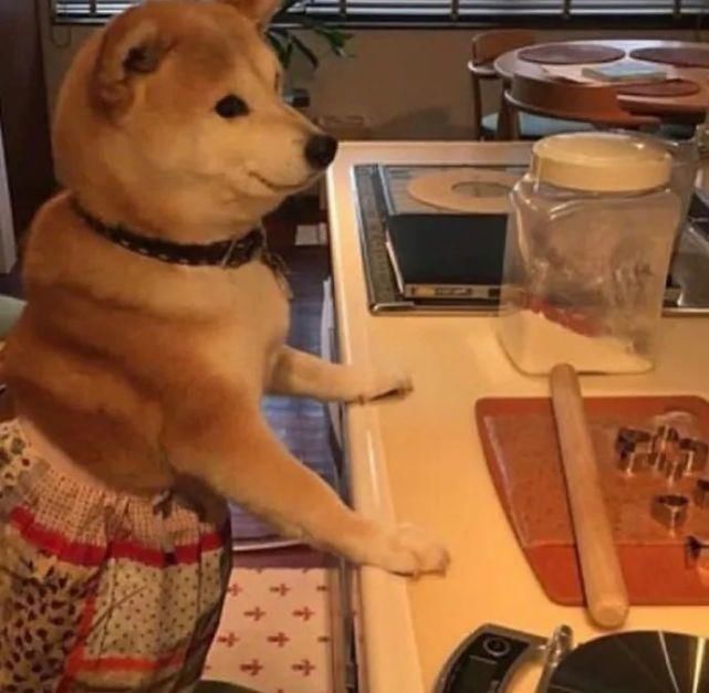  讨生活|柴柴超可爱！我们小狗讨生活可不易了！