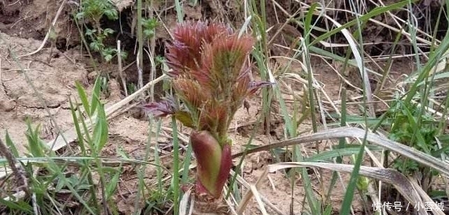 东北特|东北排名前7的野味,你吃过几种?第5位名气最大