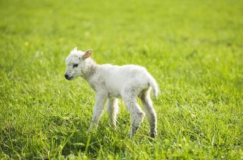 时生属羊人|属羊人出生在这几个时辰，菩萨宠爱、十人九富，一生有财！