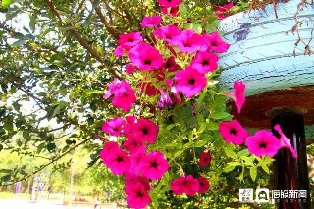  垦利|i东营·影像｜垦利区植物园内五彩缤纷好风光