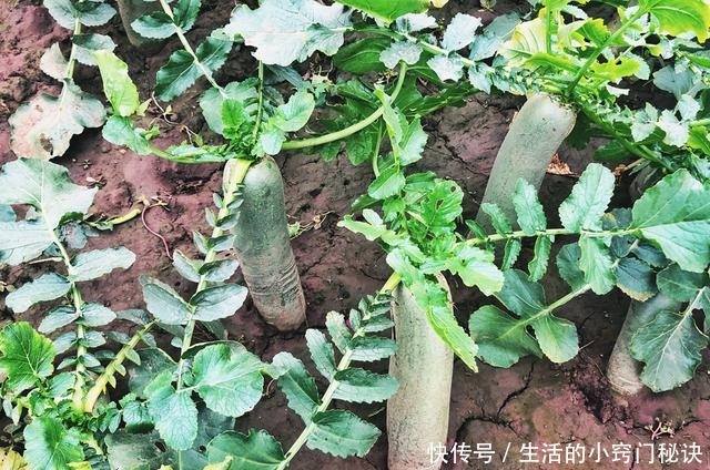 根茎|叶子比根茎好吃,含钙量是牛奶的3倍,好多人不知道,扔掉好可惜