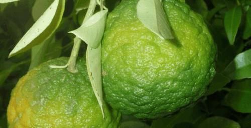 水果|看看迪拜的土豪每天吃什么水果,我一种都没见过,更买不起