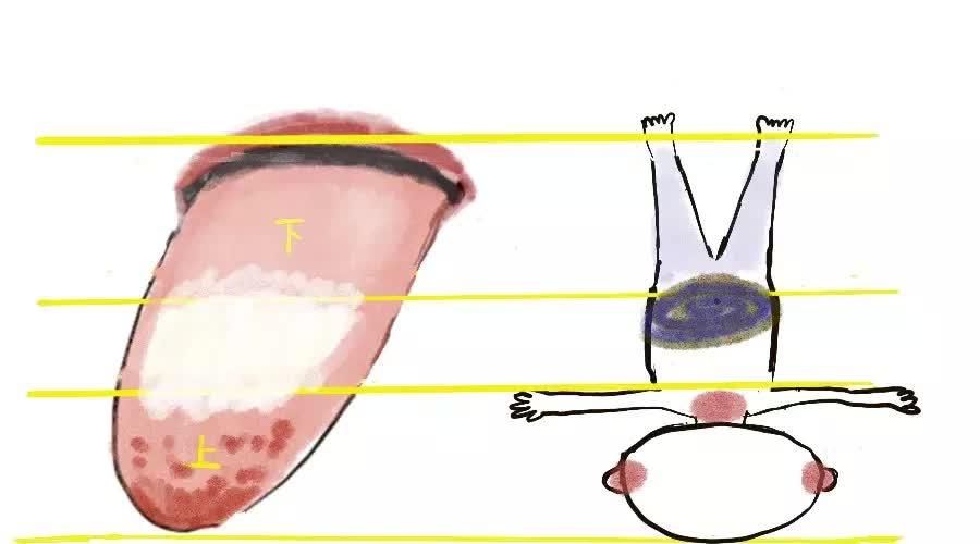  变化|身体健康情况怎么样？可以从舌头进行窥探