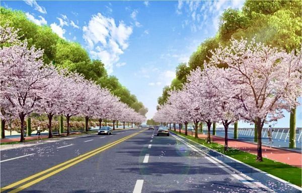常青树木配樱花，市民为长江新区道路画了幅效果图