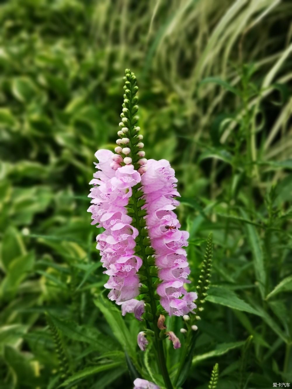  博物馆|游览中国园林博物馆