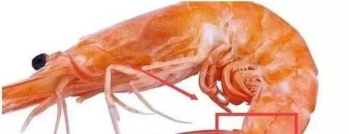 大鱼|青岛海鲜市场现一米多长大鱼！很多老青岛都不认识……