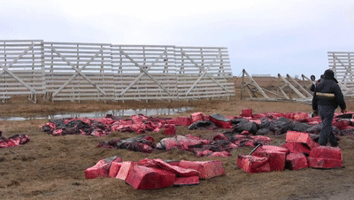  合法|有钱人花上33万，就可以在加拿大合法杀死一只北极熊