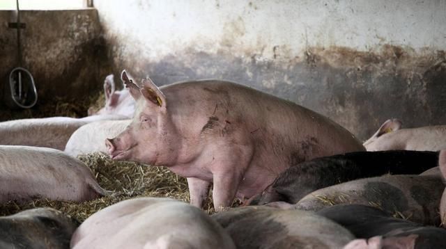 猪场|猪场15%的母猪像牛一样“反刍”怎回事?可能有四种病因引起