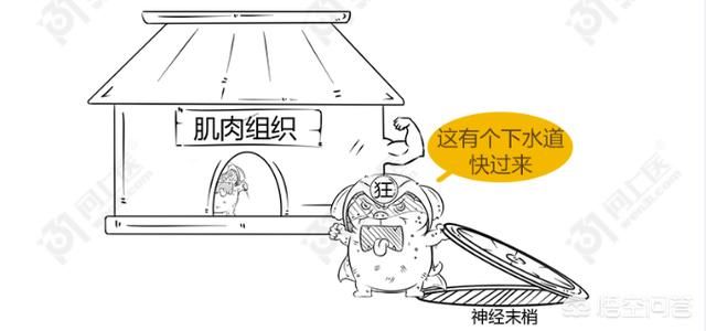  肌肉|为啥狂犬病无法治疗？被咬伤后又该咋处置预防狂犬病？清晰明了